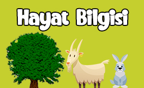 3.sınıf hayat bilgisi test çöz