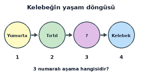 3. Sınıf Fen Bilimleri Canlılar Dünyasına Yolculuk Testi Çöz - Test 4